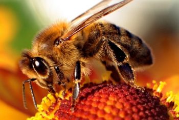 Extermination abeille domestique