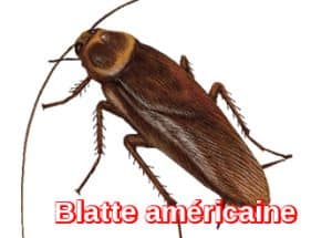 American Cockroach extermination