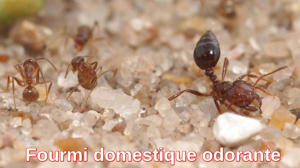 Fourmi domestique odorante