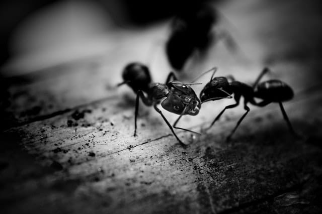Le problème des invasions de fourmis