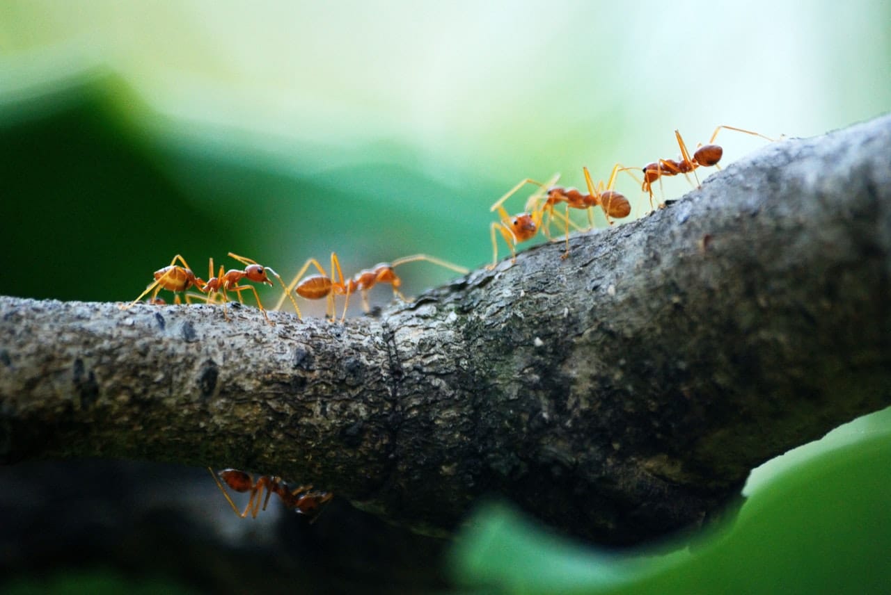 Problème fourmis