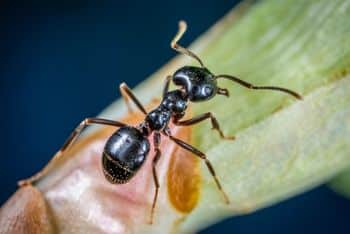 Exterminateur Fourmis Domestique Odorante