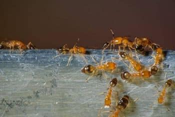 Extermination abeille domestique