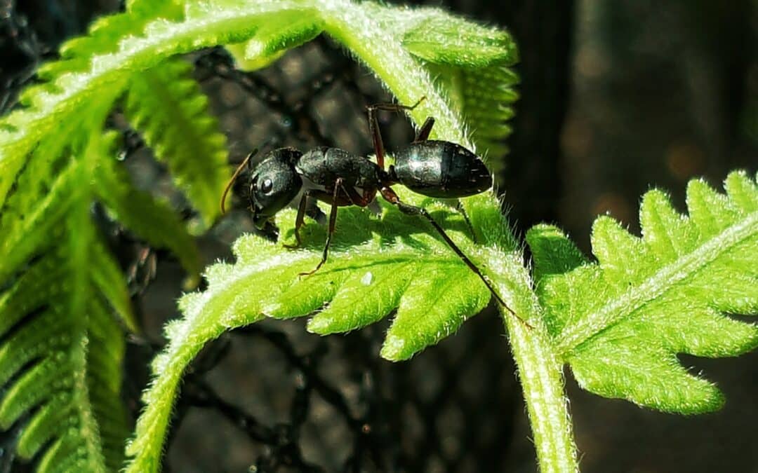 extermination fourmi charpentière