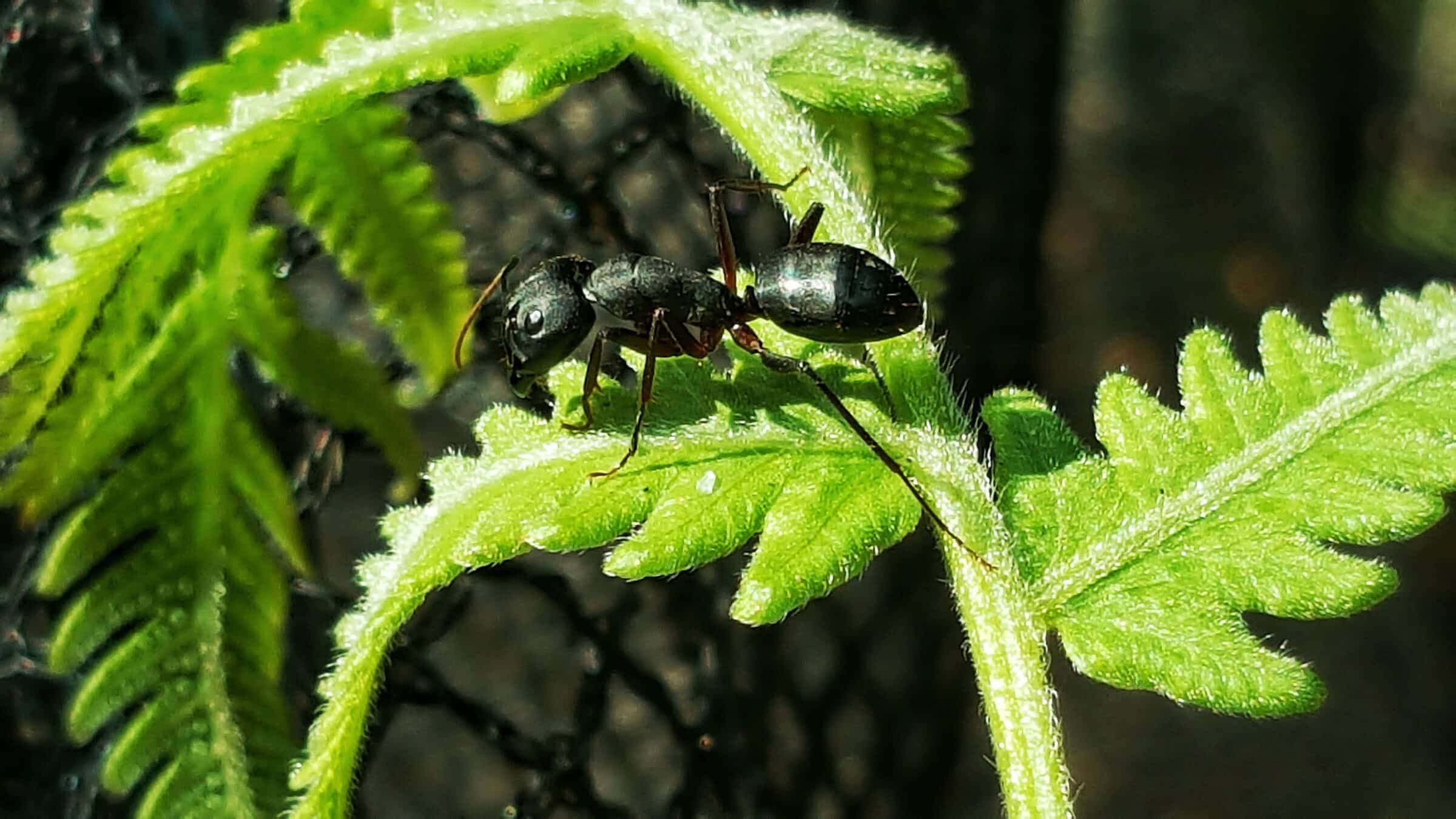 Exterminateur fourmis charpentières Joliette