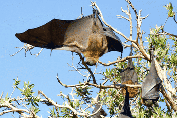 exterminateur chauve-souris