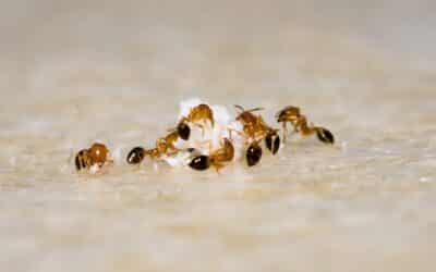 Comment reconnaître et combattre l’infestation de fourmis?