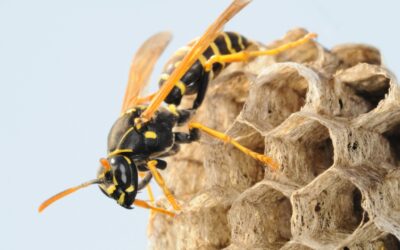 How to get rid of wasps?
