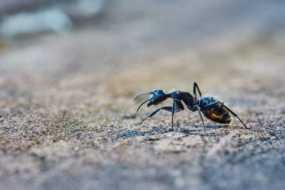 exterminateur fourmis repentigny