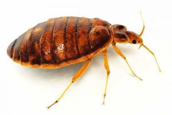 Everything you need to know about bed bugs
