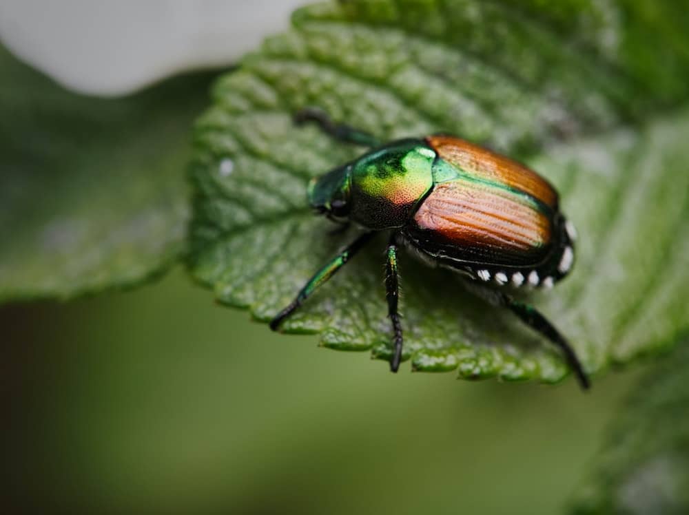 exterminateur scarabée japonais