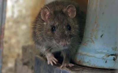 Souris dans votre appartement : Comment les empêcher d’entrer et d’y rester