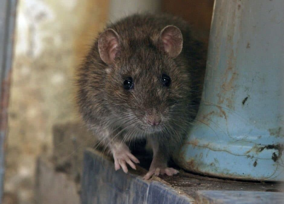 Souris dans votre appartement : Comment les empêcher d’entrer et d’y rester