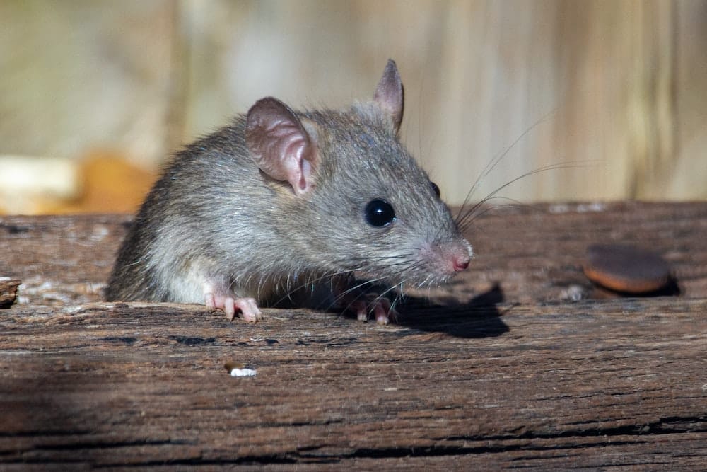 Protégez votre maison des souris pendant l’hiver!