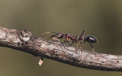 How to get rid of carpenter ants effectively?