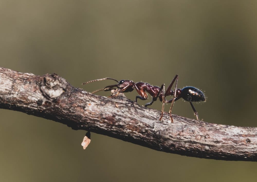 how to get rid of carpenter ants