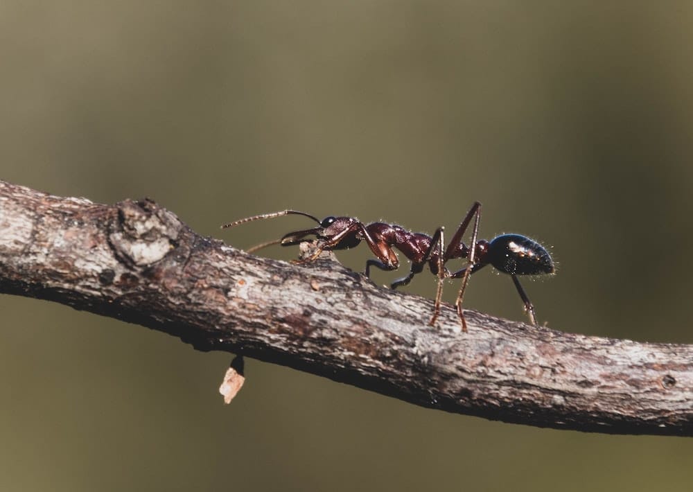 Comment se débarrasser des fourmis charpentières efficacement