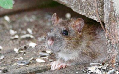 Que faire pour se débarrasser des souris dans les murs ?
