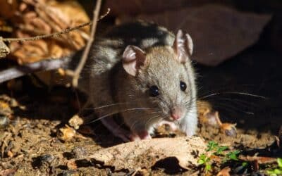 Frequently asked questions about mouse extermination: answers from an exterminator