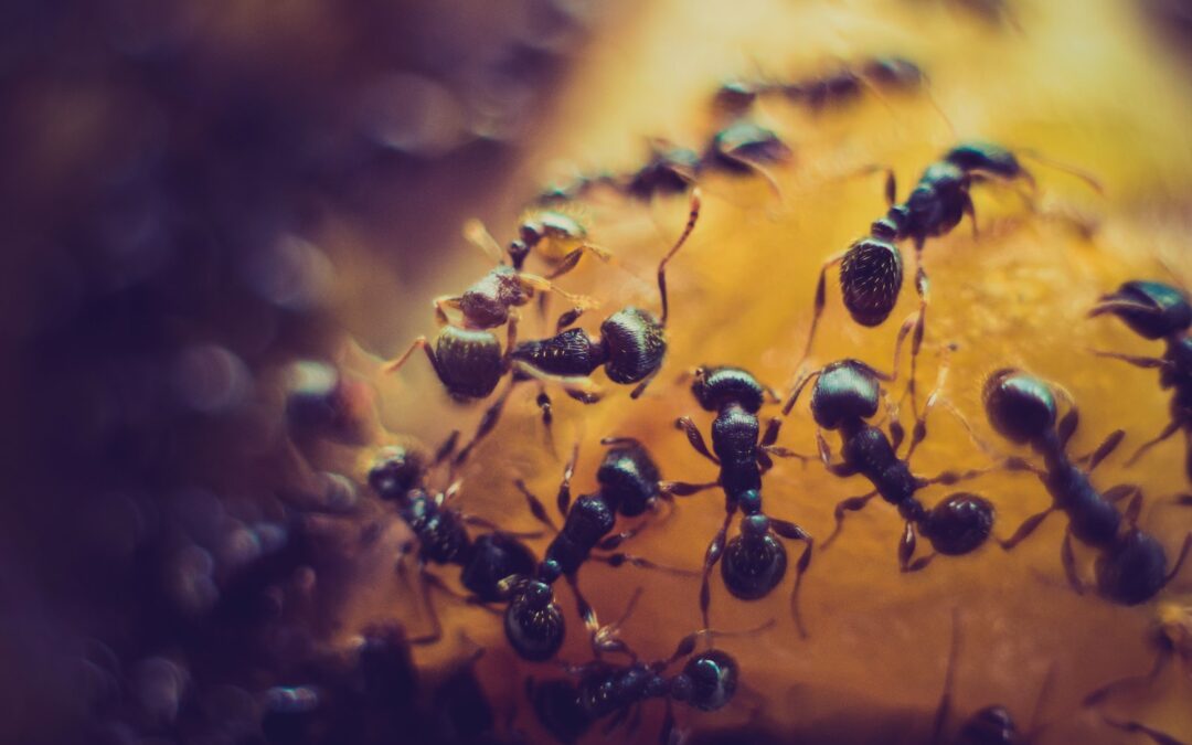 Tout sur le prix d’un exterminateur de fourmis au Québec