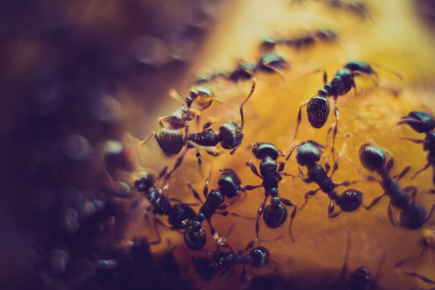 le prix d'un exterminateur de fourmis au Québec