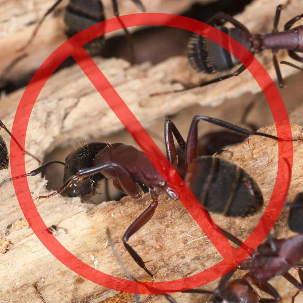 exterminateur fourmis repentigny