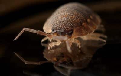 How to find bed bugs at home?