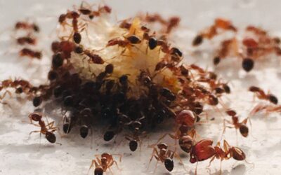 Que faire quand il y a des fourmis dans la maison?