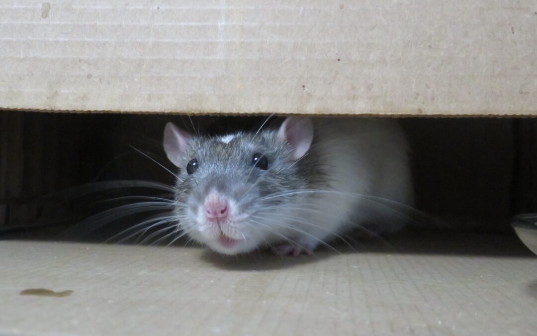 Comment trouver l'entrée des souris ?
