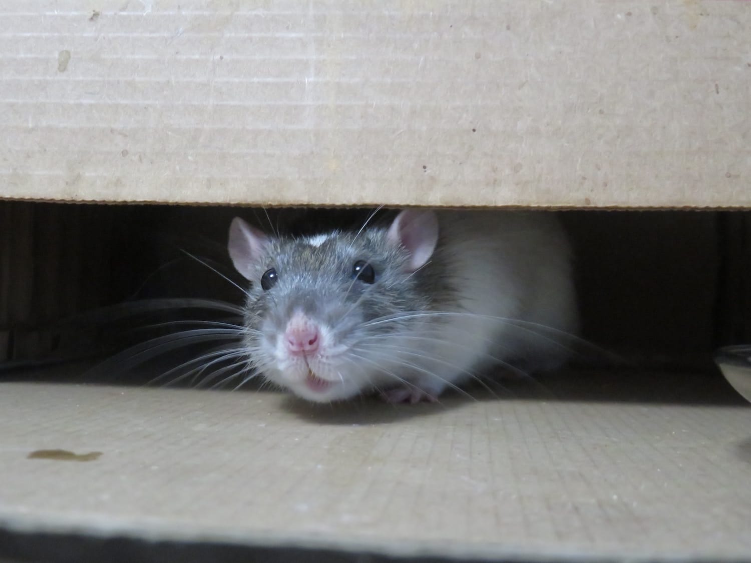 Comment trouver l'entrée des souris ?