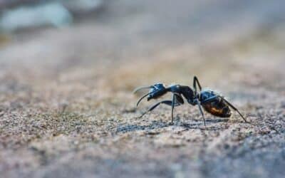 Extermination des fourmis : Réponses aux questions les plus courantes