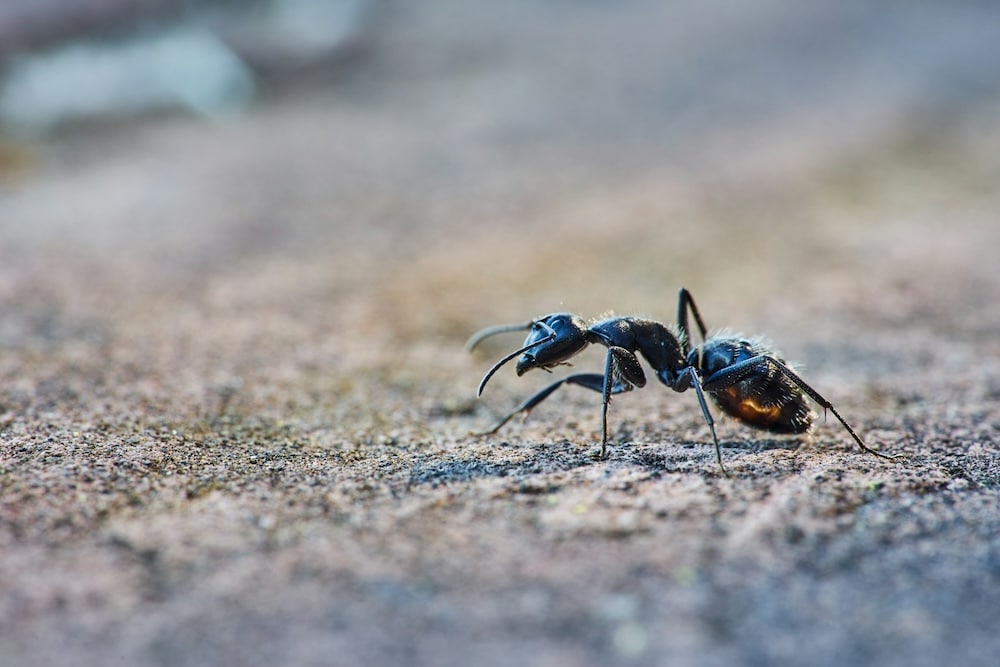 Extermination des fourmis : Réponses aux questions les plus courantes