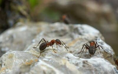 Que faire si vous trouvez un nid de fourmi dans votre maison ?