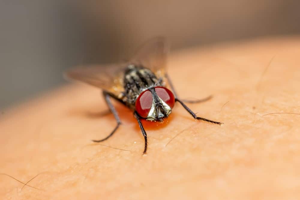 Invasion de mouches à la maison : Causes, prévention et solutions