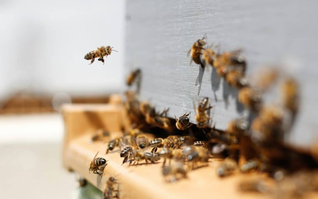 Les guêpes et les abeilles : Comment différencier et gérer leurs nids