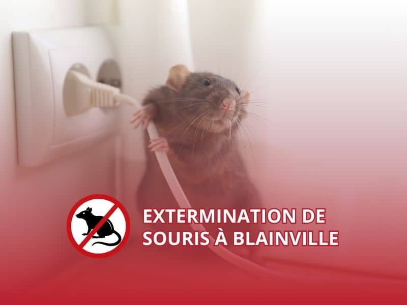 Extermination de Souris à joliette