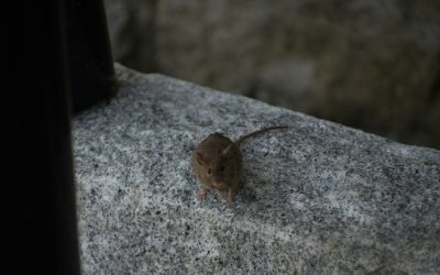 Pourquoi les souris reviennent-elles malgré les solutions maison ?