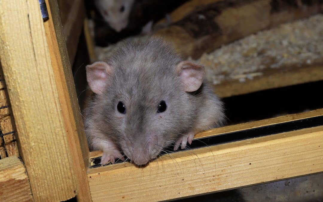 Que faire lorsqu’il y a des souris dans les murs ?