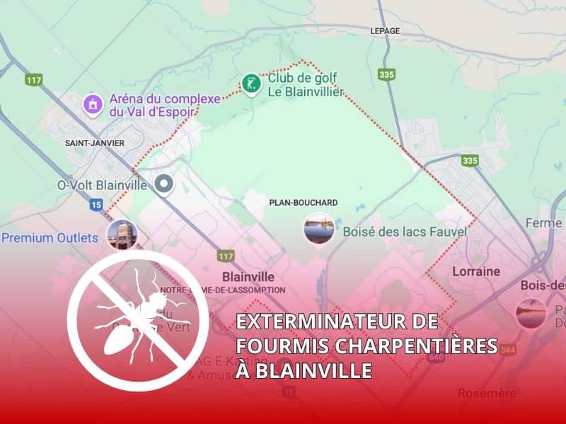 Exterminateur de Fourmis Charpentières à Blainville Exterminateur de Fourmis Charpentières à Blainville