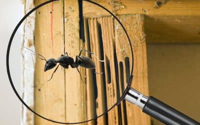Fourmis charpentières : 5 signes qui indiquent une infestation chez vous