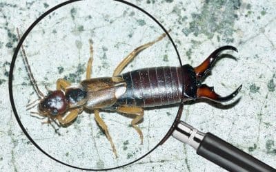 Perce-oreilles dans la maison : pourquoi sont-ils là et comment s’en débarrasser ?