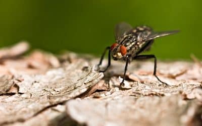 Invasion de mouches à l’été : causes, dangers et solutions durables