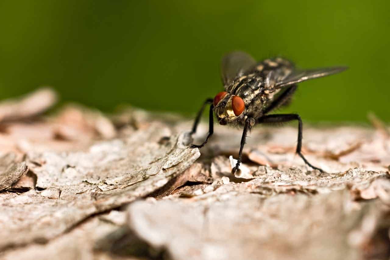 pexels-oliver-wagenblatt-238537059-12264388 Invasion de mouches à l’été : causes, dangers et solutions durables