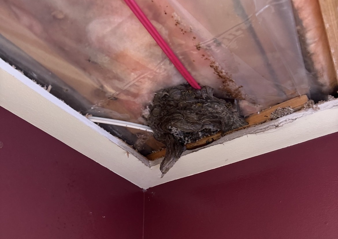 Exterminateur de Guêpes à Laval