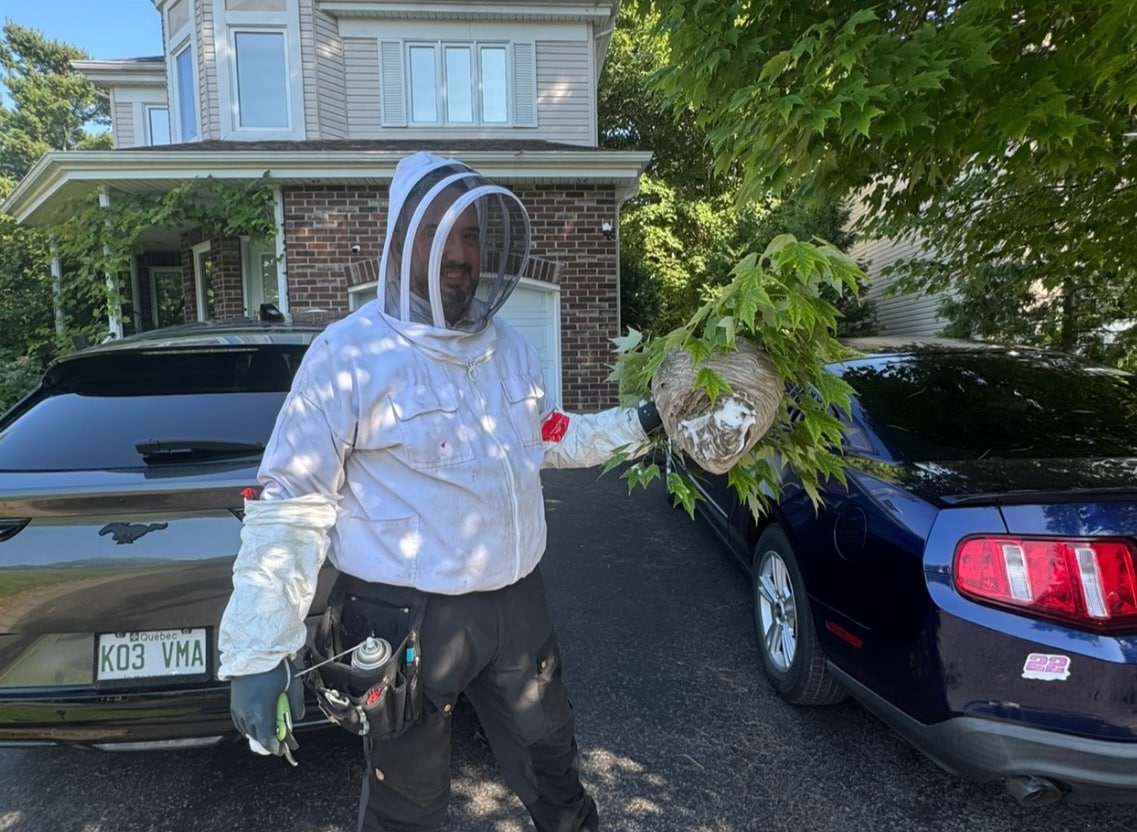 Extermination de Guêpes à Rosemère