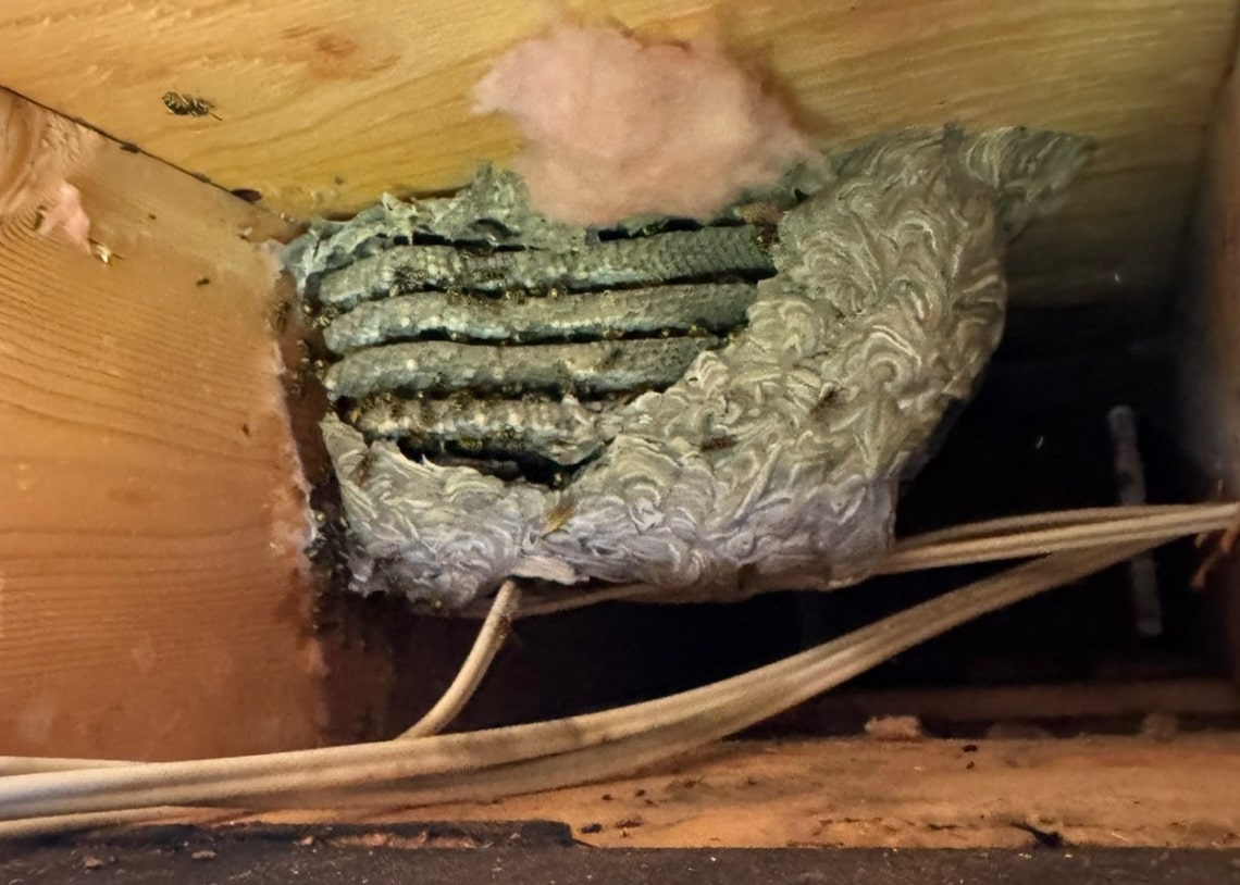 Nid de Guêpes : Comment le Repérer, le Comprendre et Savoir Quand Intervenir