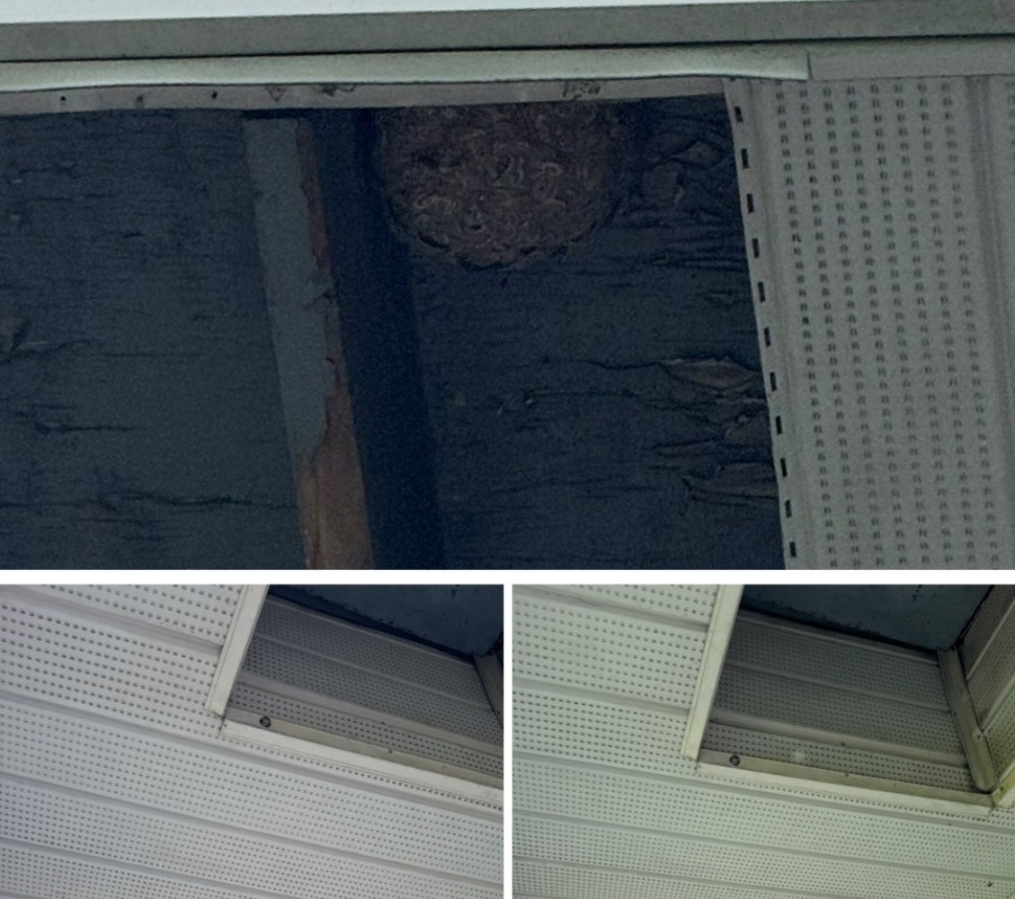 Extermination de Guêpes à Rosemère