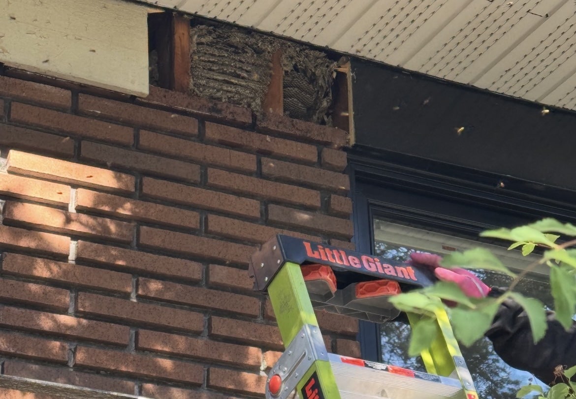 Exterminateur de Nids de Guêpes à Saint-Sulpice