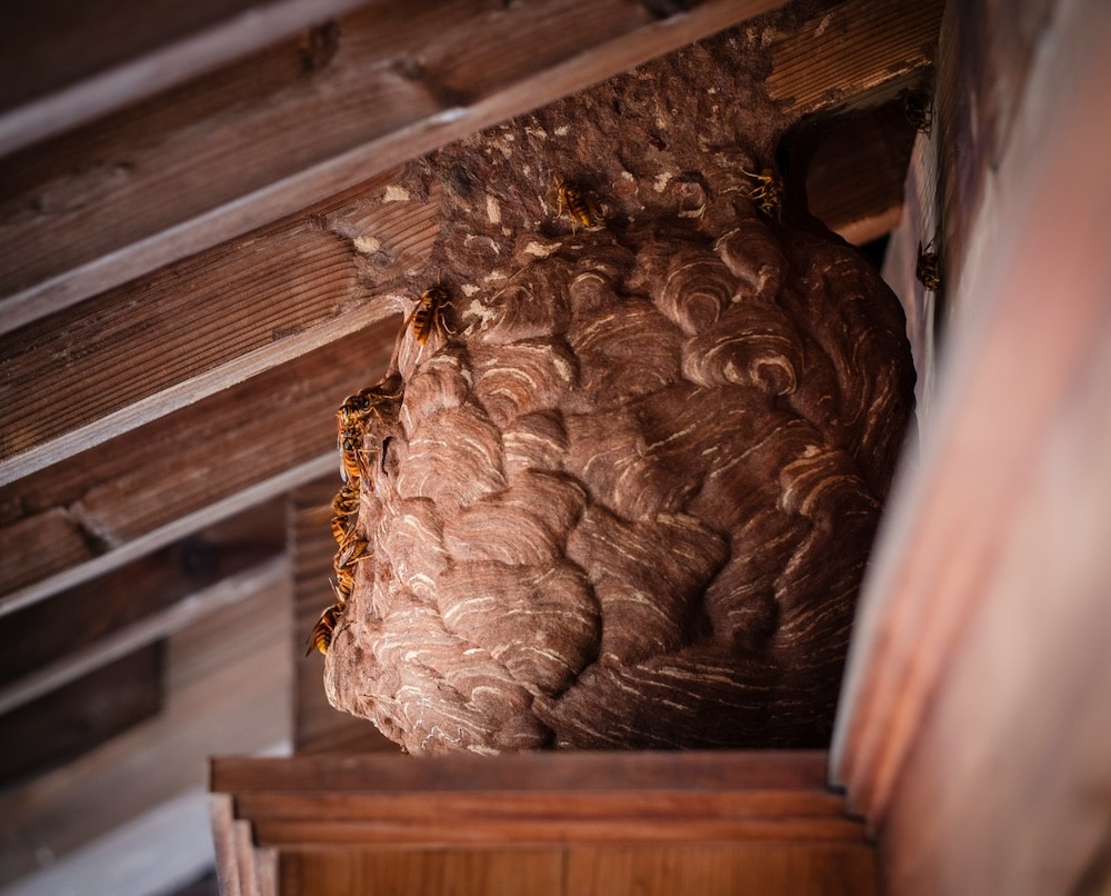 Exterminateur de nids de guêpes à Saint-Eustache