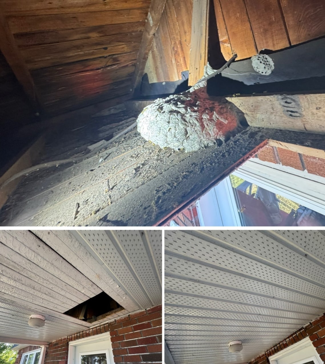 Guêpes en octobre : est-ce encore dangereux ?